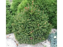 122,7.  Picea abies Ohlendorffii.jpg