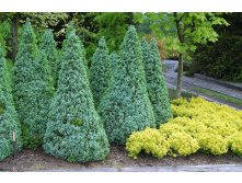 87,7.  Picea glauca Sanders Blue.jpg