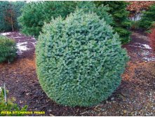 149,1.  Picea sitchensis Tenas.jpg