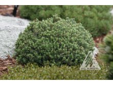 149,9.  Picea glauca Blue Planet.jpg