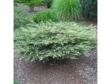 69,1.  Juniperus communis Spotty Spreader.jpg