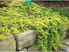 79,2.  Juniperus horizontalis Golden Carpet.jpg