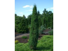 79,9.  Juniperus communis Arnold.jpg