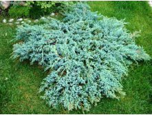 142,6.  Juniperus horizontalis Icee Blue.jpg