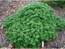 120,4.  Abies koreana Brillant.jpg
