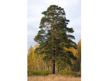 78,4.  Pinus sylvestris.jpg