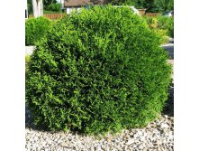 68,3.  Thuja occidentalis Little Giant.jpg