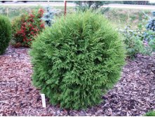 70,6.  Thuja occidentalis Little Champion.jpeg