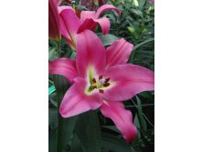 Lilium Adelante 10 . 254,5 ..jpg