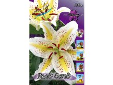 Lilium Auratum Gold Band 10 . 273,7 ..jpg