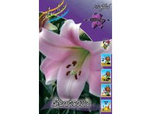 Lilium Bellsong 10 . 222,5 ..jpg