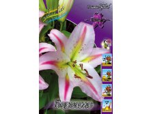 Lilium Bergamo 10 . 196,9 ..jpg