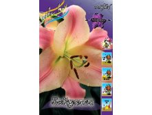 Lilium Baywatch 10 . 203,3 ..jpg