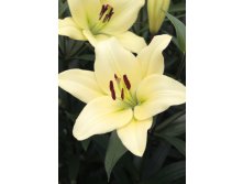 Lilium Courier 10 . 126,6 ..jpg