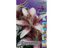 Lilium Crossover 10 . 158,6..jpg