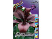 Lilium Dimention 10 . 190,5..jpg