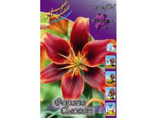 Lilium Forever Susan 10 . 235,3 ..jpg