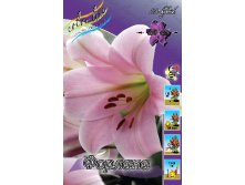 Lilium Forlana 10 . 235,3 ..jpg