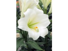 Lilium Global Beauty NEW 10 . 184,10 ..jpg