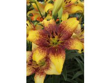 Lilium Golden Stone 10 . 292,80 ..jpg