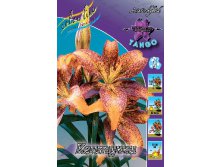 Lilium Kentucky 10 . 292,80 ..jpg