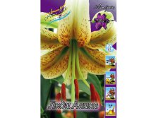 Lilium Lady Alice 10 . 177,7 ..jpg