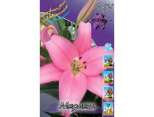 Lilium Merlet 10 . 141,9 ..jpg