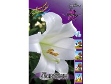 Lilium Pausini 10 . 177,7 ..jpg