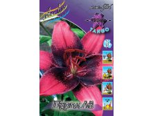 Lilium Purple Eye 10 . 228,9..jpg