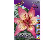 Lilium Rosellas Dream 10 . 235,3 ..jpg