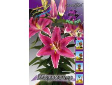 Lilium Showwinner 10 . 254,5 ..jpg