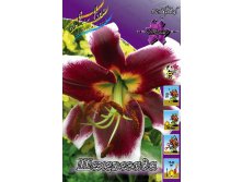 Lilium Sheherezade 10 . 312 ..jpg