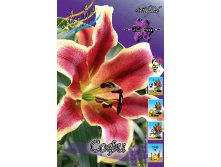 Lilium Sophie 10 . 196,9 ..jpg