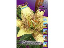 Lilium Suncrest 10 . 196,9 ..jpg