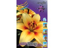 Lilium Tatoo 10 . 203,3 ..jpg