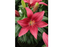 Lilium Tiny Pearl 5 . 113,8 ..jpg