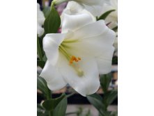 Lilium White Sea NEW 10 . 184,10 ..jpg