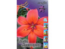 Lilium Wine Electric 10 . 280..jpg