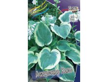 Hosta American Halo 211,9 .  3 .jpg