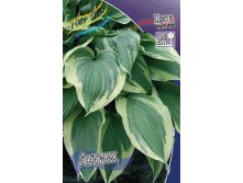 Hosta Antioch 190 .  5 .jpg