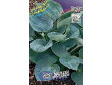 Hosta Big Daddy 211,9 .  3 .jpg