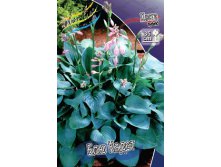 Hosta Blue Cadet 181,5 .  5 .jpg