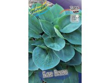 Hosta Blue Vision 284,7.  5 .jpg