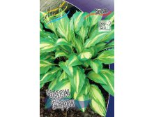 Hosta Cherry Berry 211,9 .  3 .jpg