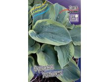 Hosta Frances Williams 224 .  5 .jpg