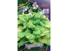 Hosta Guacamole 224.  5 .jpg