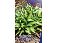 Hosta Lakeside Litte Tuft 278,7 .  2 .jpg