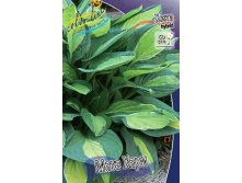 Hosta Mata Hari 278,7 .  2 .jpg