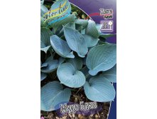 Hosta Moody Blues 254,4 .  2 .jpg