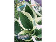 Hosta Patriot 211,9 .  3 .jpg